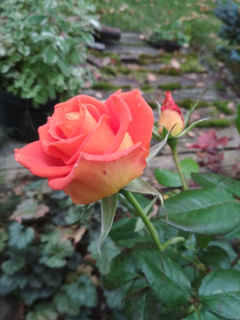 Роза Моника: характеристика и особенности сорта